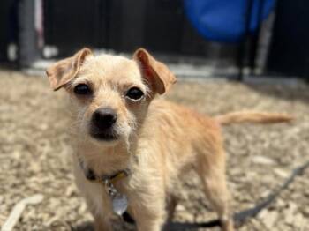 Meli -  Chihuahua and Terrier Dog for Adoption in Portland, Oregon - Meli | PetCurious