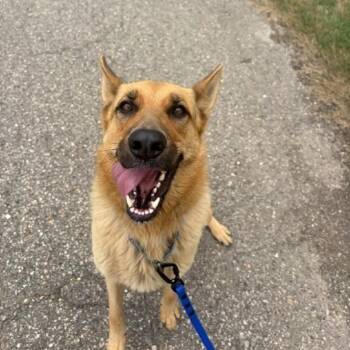 Sigrid -  Mixed Breed Dog for Adoption in Dearborn, Michigan - Sigrid | PetCurious