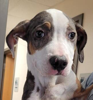 Catahoula Leopard Dog Dogs Available for Adoption - Stray Catahoula Mix | PetCurious