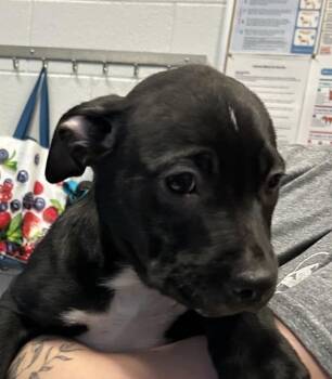 Risky -  Border Collie Dog for Adoption in Golden, Colorado - Risky | PetCurious