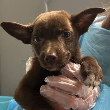 Duncan -  Mixed Breed Dog for Adoption in Charleston, West Virginia - Duncan | PetCurious