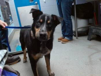 Rottweiler and Mixed Breed Dogs Available for Adoption in Albuquerque, New Mexico - THORIN | PetCurious