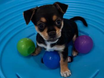 26Millie -  Chihuahua Dog for Adoption in Shingle Springs, California - 26Millie | PetCurious
