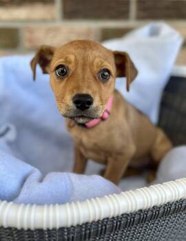 Labrador Retriever and Terrier Dogs Available for Adoption - C.C. | PetCurious