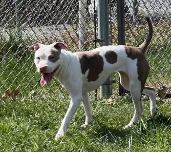 Pit Bull Terrier Dogs Available for Adoption in Medfield, Massachusetts - Biscotti | PetCurious
