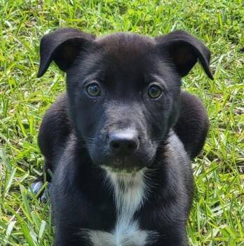 Mixed Breed Dogs Available for Adoption in Groveland, Massachusetts - Steve | PetCurious