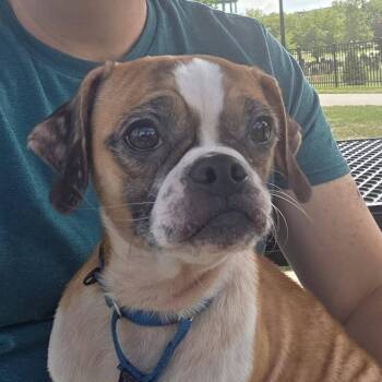 Diesel -  Pug Dog for Adoption in Grafton, Ohio - Diesel | PetCurious