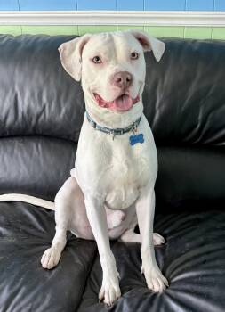 Journey -  American Staffordshire Terrier Dog for Adoption in Hazlet, New Jersey - Journey | PetCurious