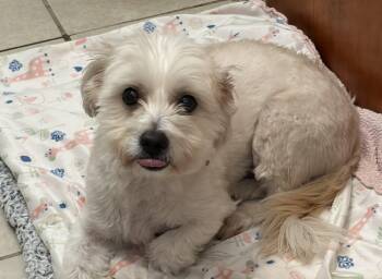 Peanut -  Maltese and Terrier Dog for Adoption in Fresno, California - Peanut | PetCurious