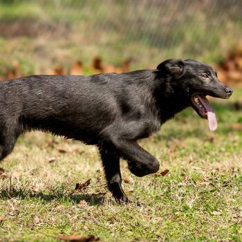 Dixie -  Retriever and Mixed Breed Dog for Adoption in Lake Jackson, Texas - Dixie | PetCurious