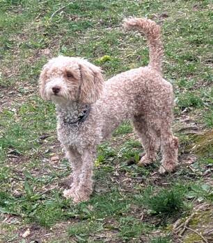 Poodle Dogs Available for Adoption in Toronto, Ontario - Cadbury | PetCurious