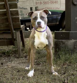 Mixed Breed Dogs Available for Adoption in Durham, North Carolina - Tina | PetCurious