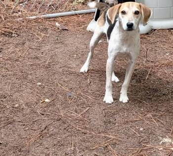 Dixie -  Treeing Walker Coonhound and Jack Russell Terrier Dog for Adoption in Petersburg, Virginia - Dixie | PetCurious