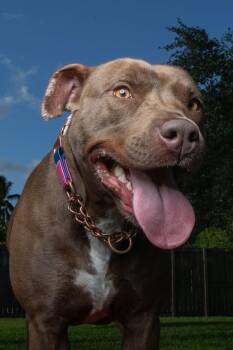 American Staffordshire Terrier Dogs Available for Adoption in Fort Lauderdale, Florida - Patty | PetCurious