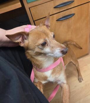 Rescue Chihuahua Dogs for Adoption in East Brunswick, New Jersey - Ace | PetCurious