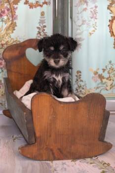 Husky and Miniature Poodle Dogs Available for Adoption in Whitestown, Indiana - Feta | PetCurious