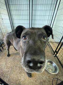 Pit Bull Terrier Dogs Available for Adoption in Mobile, Alabama - Bailey (rn) | PetCurious