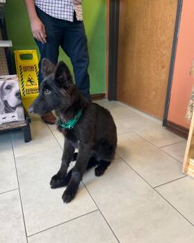 Loki -  German Shepherd Dog Dog for Adoption in Brookfield, Connecticut - Loki | PetCurious