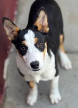 Rescue Cattle Dog and Labrador Retriever Dogs for Adoption in Fort Lupton, Colorado - Forge-Daughter | PetCurious