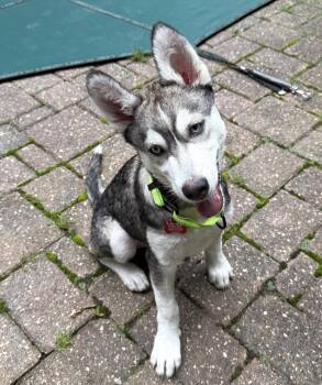 Balto -  Siberian Husky Dog for Adoption - Balto | PetCurious