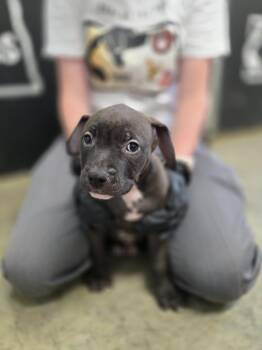 Mixed Breed Dogs Available for Adoption in Minot, North Dakota - Onion NKA Alfyn | PetCurious