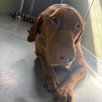 Rufus -  Mixed Breed Dog for Adoption in Spokane, Washington - Rufus | PetCurious
