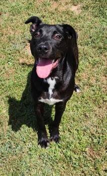 Cleo -  Labrador Retriever Dog for Adoption - Cleo | PetCurious