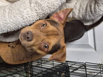 Rescue Terrier Dogs for Adoption in Chatham, Ontario - Chico | PetCurious