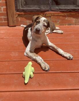 TALLIE -  Australian Cattle Dog Blue Heeler Dog for Adoption in Broomfield, Colorado - TALLIE | PetCurious