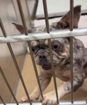 Tiramisu -  French Bulldog and Mixed Breed Dog for Adoption in Morton Grove, Illinois - Tiramisu | PetCurious