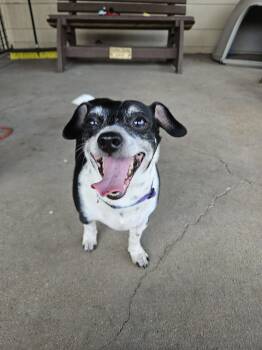 Chihuahua Dogs Available for Adoption in Plano, Texas - Flounder | PetCurious