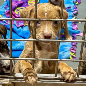 Jack -  Labrador Retriever and Mixed Breed Dog for Adoption in Austin, Texas - Jack | PetCurious