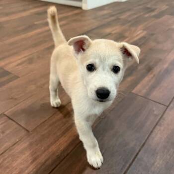 Labrador Retriever Dogs Available for Adoption in Houston, Texas - Brutus McCuddle Bug | PetCurious