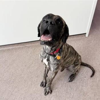 Axel -  Boerboel Dog for Adoption in Brentwood, Missouri - Axel | PetCurious