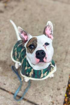 Rescue Mixed Breed Dogs for Adoption in Miamitown, Ohio - Harrigan | PetCurious