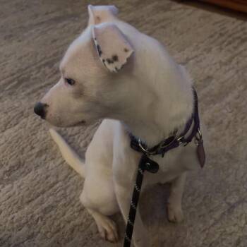 Mixed Breed Dogs Available for Adoption - Maribelle | PetCurious