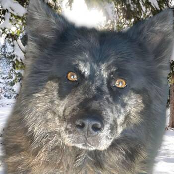 Einstein -  Labrador Retriever and Shepherd Dog for Adoption in Kingman, Arizona - Einstein | PetCurious