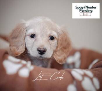 Dachshund and Mixed Breed Dogs Available for Adoption - Fritter | PetCurious