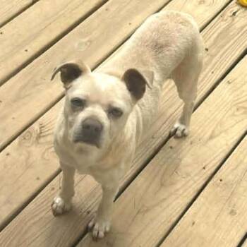 Pug and Beagle Dogs Available for Adoption in Charlottesville, Virginia - Crunchy Peanut Butter | PetCurious