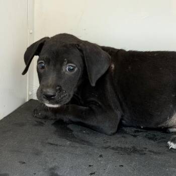 Parsnip -  Mixed Breed Dog for Adoption in Pine Bluff, Arkansas - Parsnip | PetCurious