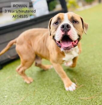 Rowan -  Pit Bull Terrier Dog for Adoption - Rowan | PetCurious