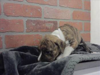 Staffordshire Bull Terrier and Mixed Breed Dogs Available for Adoption - SHEPARD | PetCurious