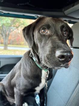 Rescue Black Labrador Retriever Dogs for Adoption in Wilkesboro, North Carolina - TBD | PetCurious