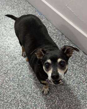 Dachshund Dogs Available for Adoption in Las Vegas, Nevada - Hercules | PetCurious