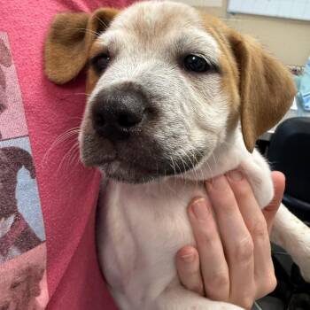 Sour Cream -  Hound and Labrador Retriever Dog for Adoption in Troy, Virginia - Sour Cream | PetCurious