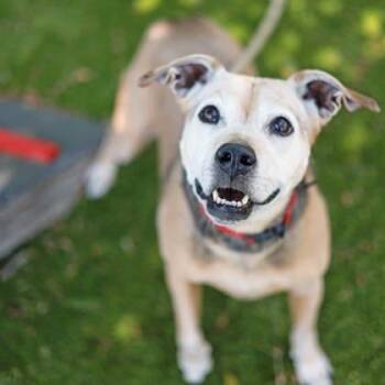 Labrador Retriever and Mixed Breed Dogs Available for Adoption in Atlanta, Georgia - Ambree | PetCurious