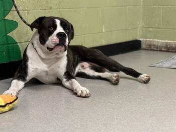 American Bulldog Dogs Available for Adoption - EGG | PetCurious