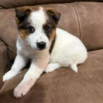 Mixed Breed Dogs Available for Adoption - Predazzo | PetCurious
