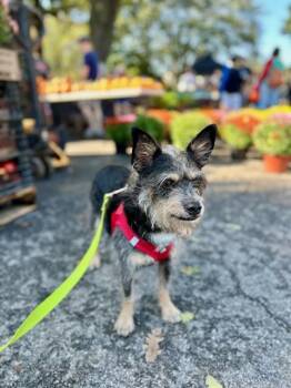 Rescue Miniature Schnauzer and Terrier Dogs for Adoption - Cheddar | PetCurious