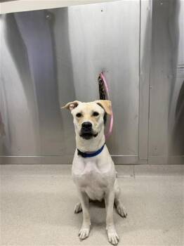 Labrador Retriever and Pit Bull Terrier Dogs Available for Adoption in Fairbanks, Alaska - WILLIE | PetCurious